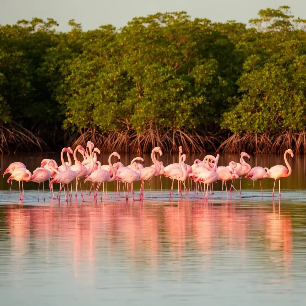 Pyramide d'Ek Balam et flamants roses de Río Lagartos lors d'une expédition privée
